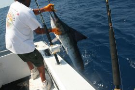 Marlin fishing Panama – Best Places In The World To Retire – International Living